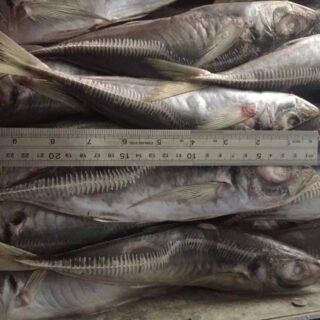 Frozen Mackerel